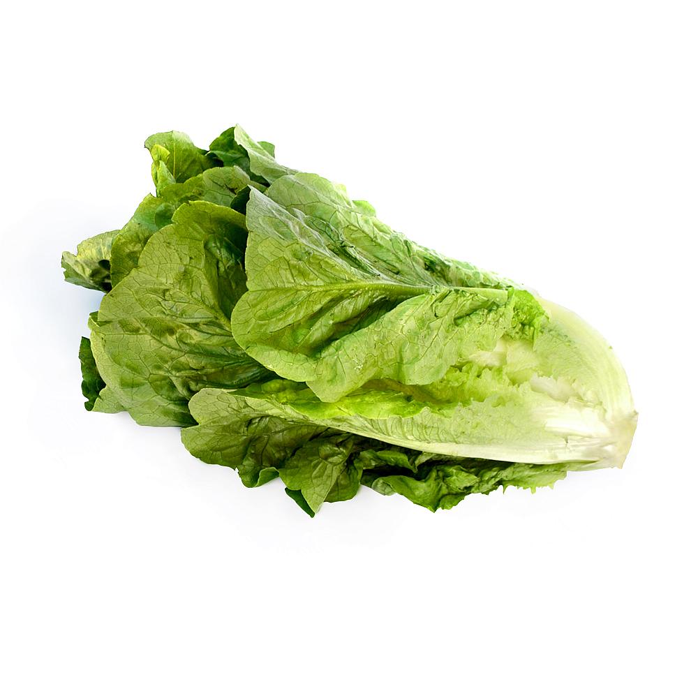 LECHUGA FRESCA COSTINA EMBALADA UNIDAD
