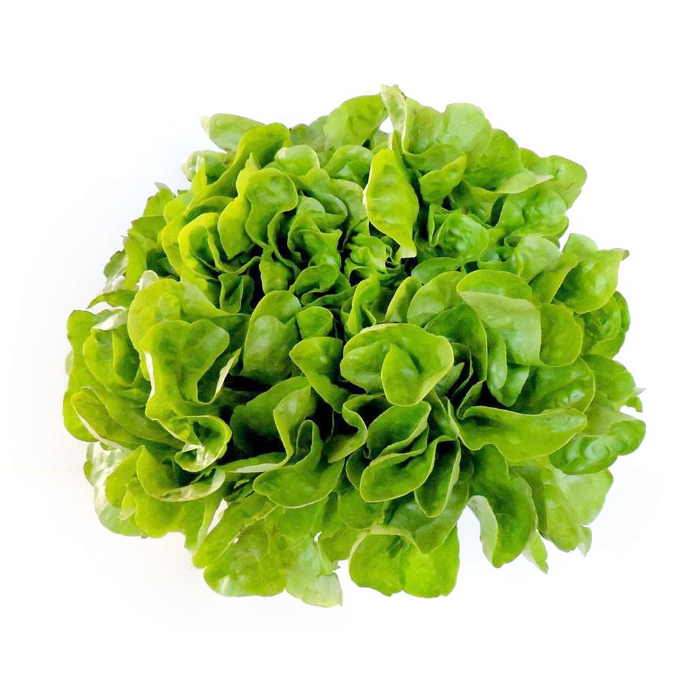 LECHUGA FRESCA ESPAÑOLA EMBALADA UNIDAD