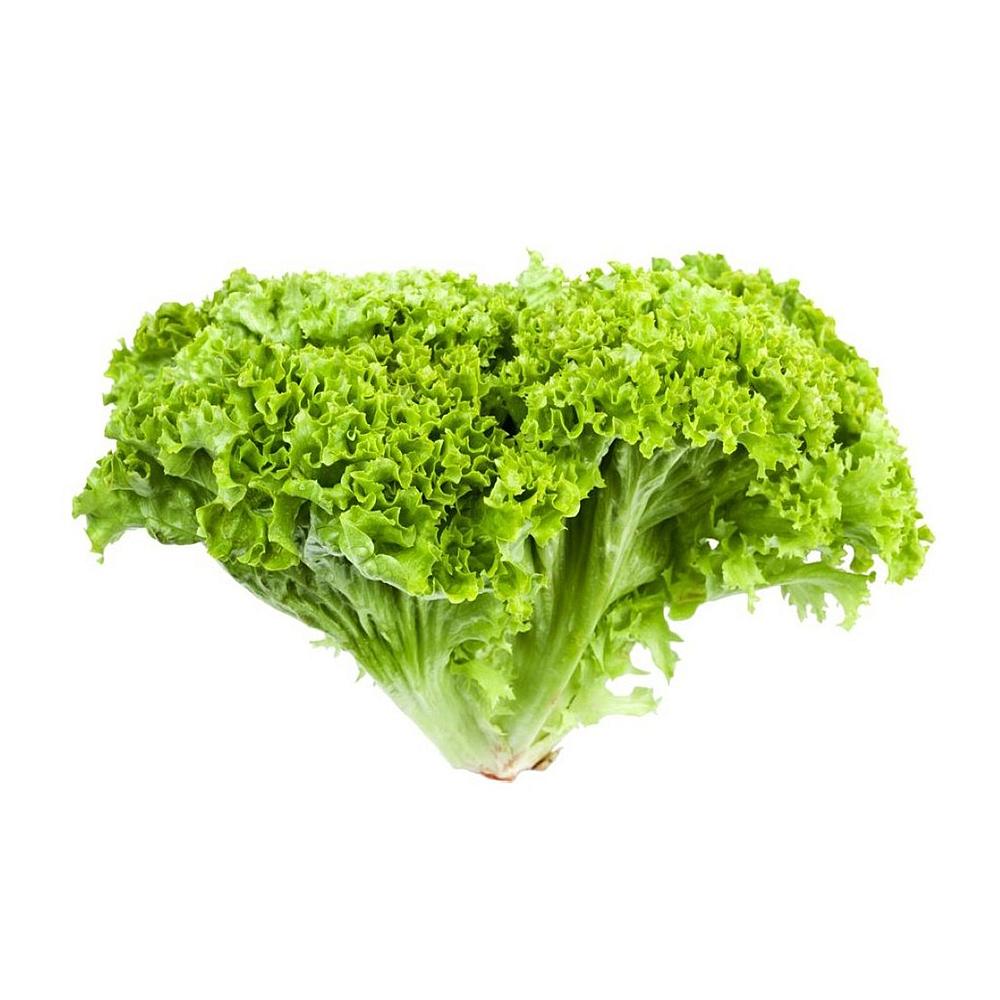 LECHUGA FRESCA HIDROPONICA VERDE EMBALADA UNIDAD