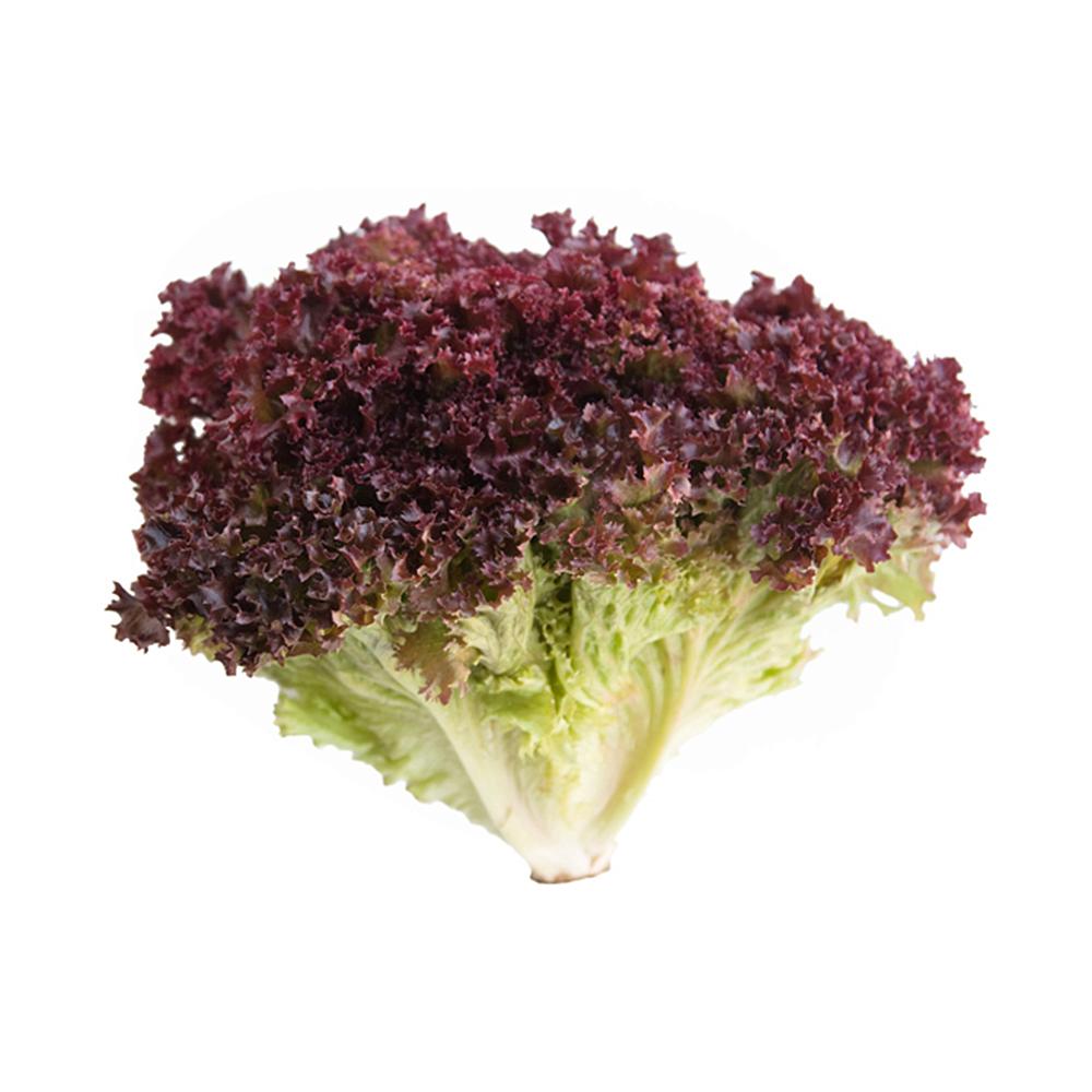 LECHUGA FRESCA HIDROPONICA ROJA EMBALADA UNIDAD