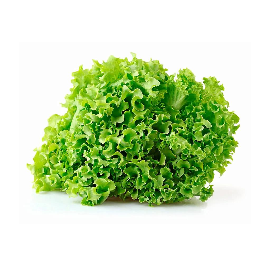 LECHUGA FRESCA CRESPA EMBALADA UNIDAD